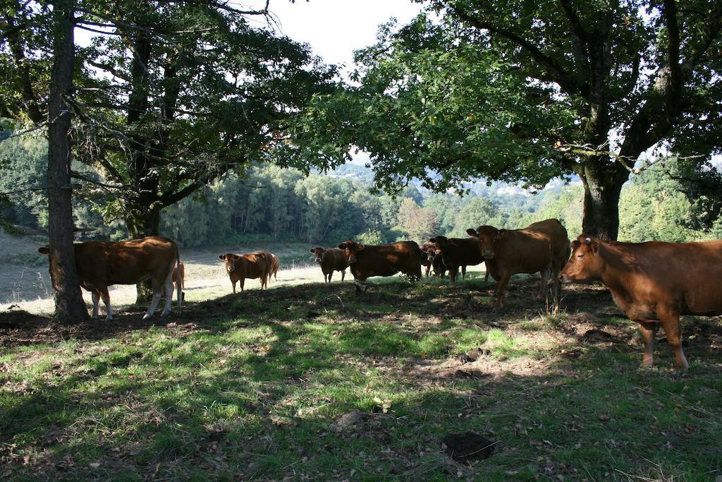 Domaine De Romefort Saint-Léonard-de-Noblat الغرفة الصورة